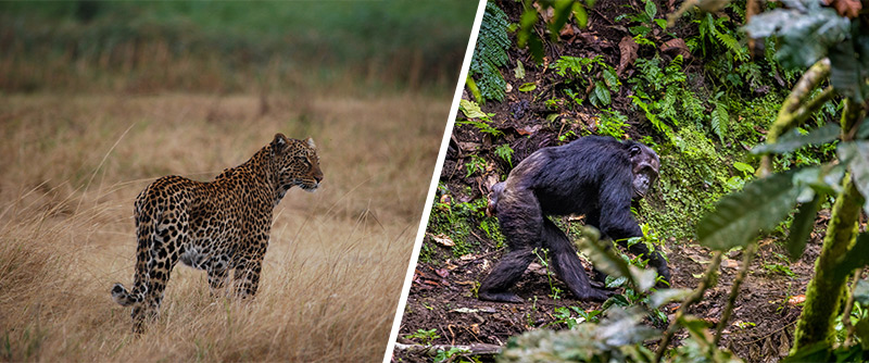 African safari