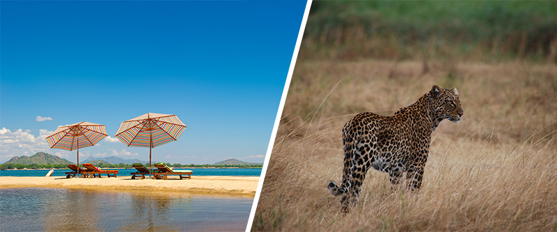 safari in Africa