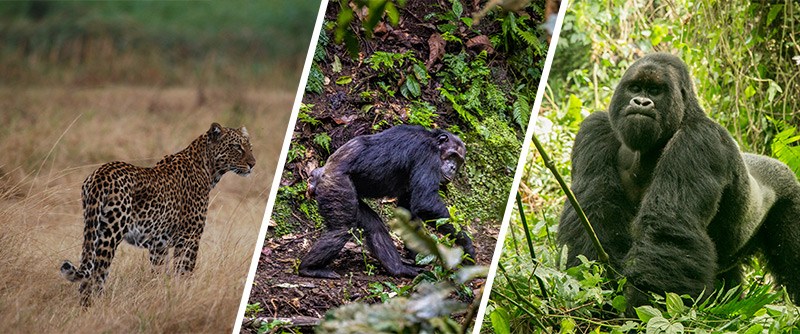 gorilla trekking