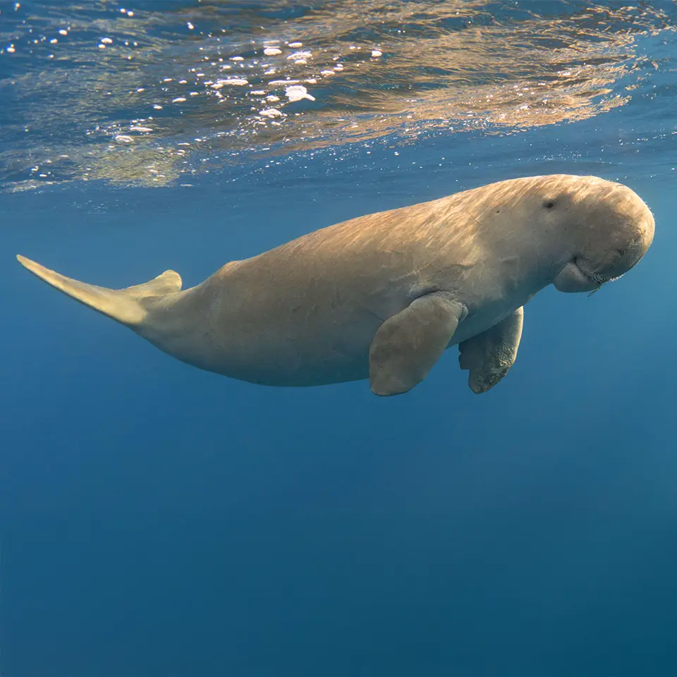 dugong manatee
