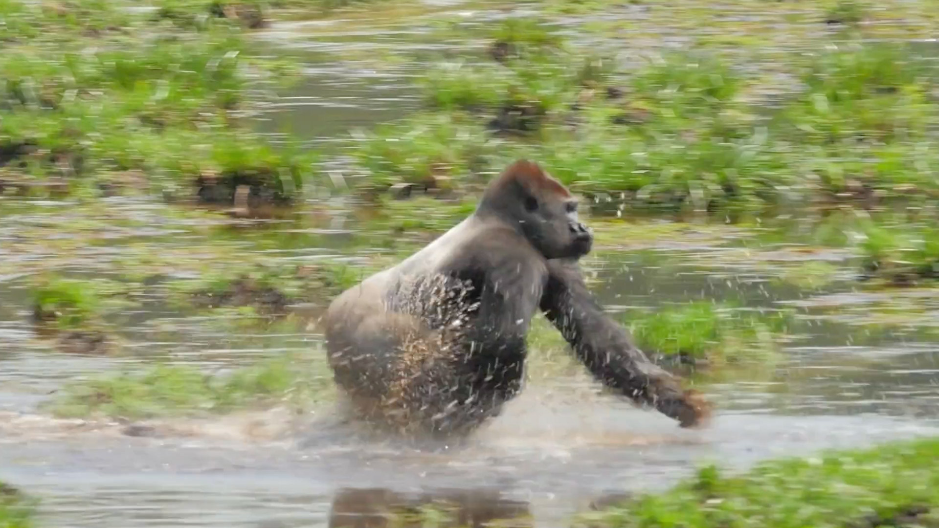 Gorilla trekking