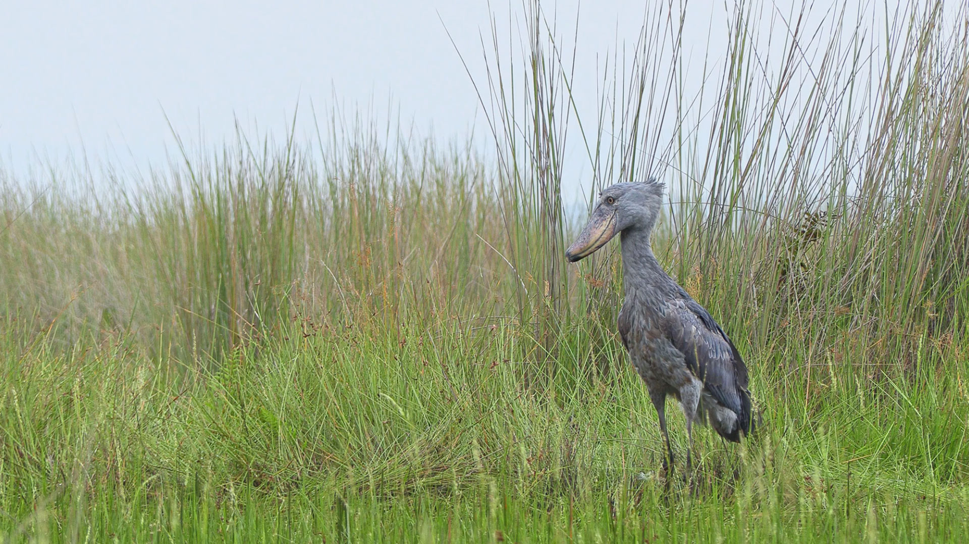 Bangweulu shoebill