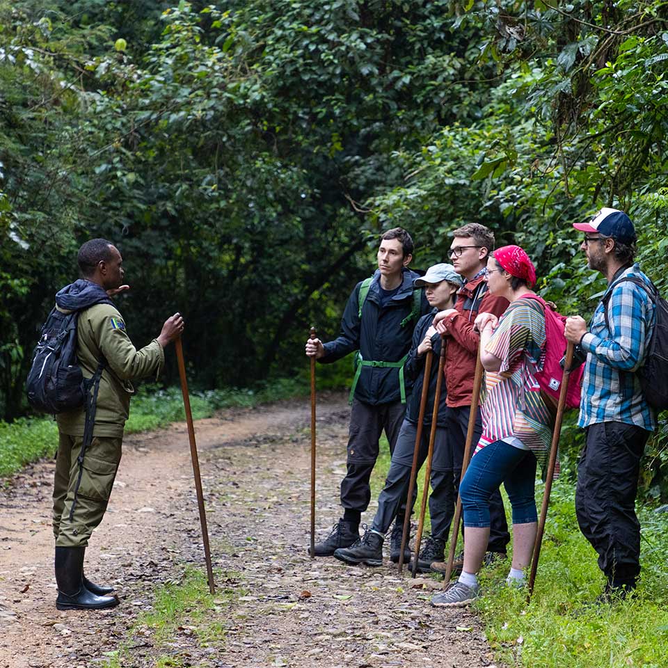 Nyungwe chimp trekking