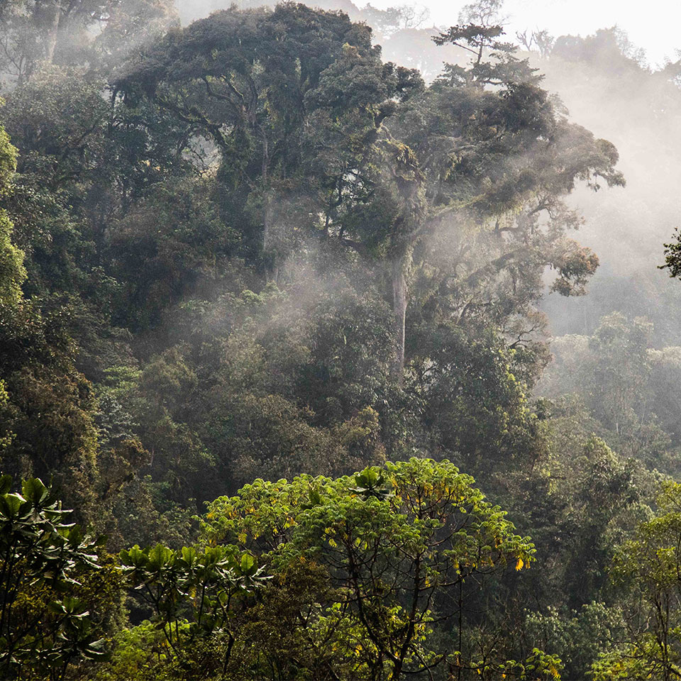 Nyungwe jungle