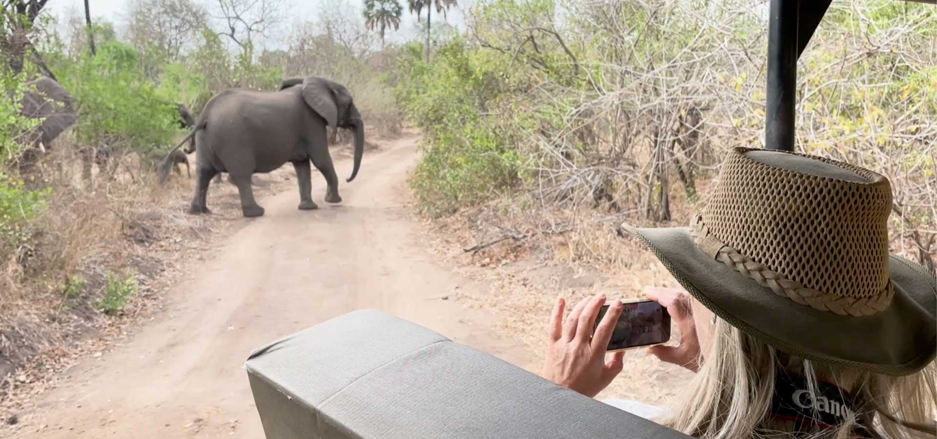 Majete safari