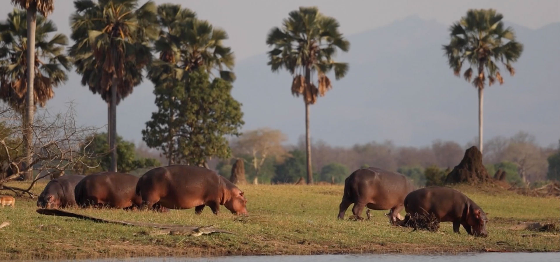 Liwonde safari lodge