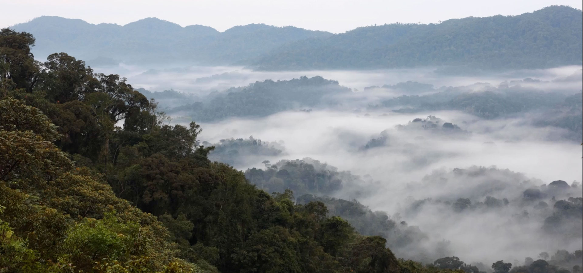 Nyungwe Rwanda