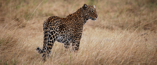 big 5 African safari