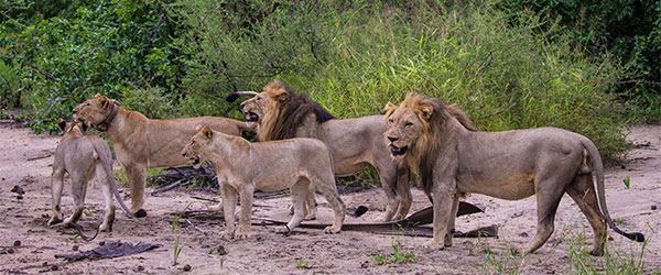 African lion safari