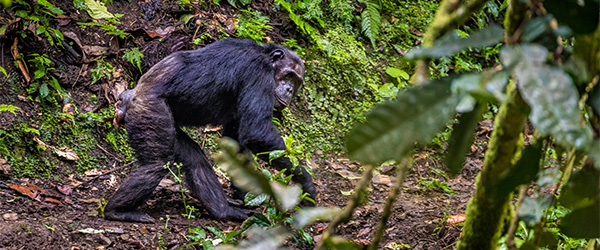 Chimpanzee trekking