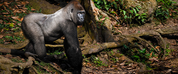 gorilla trekking