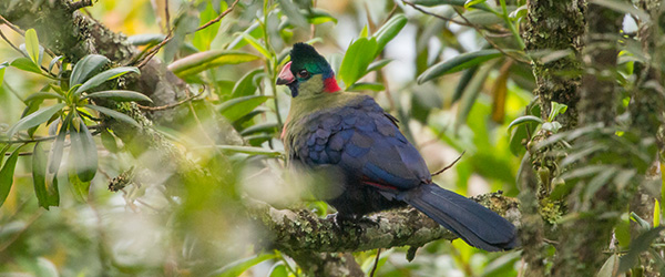 Albertine Rift birding