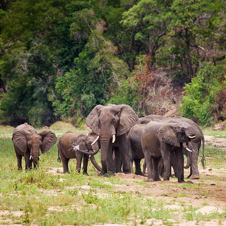 Nkhotakota safari