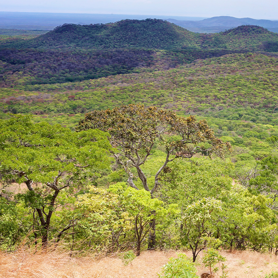 Nkhotakota safari