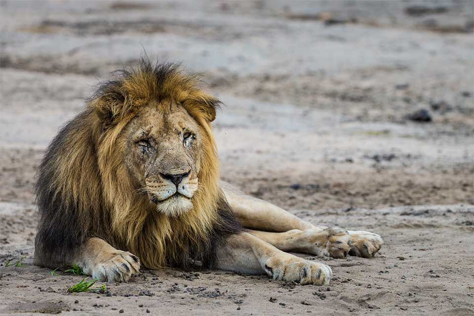 Majete lion