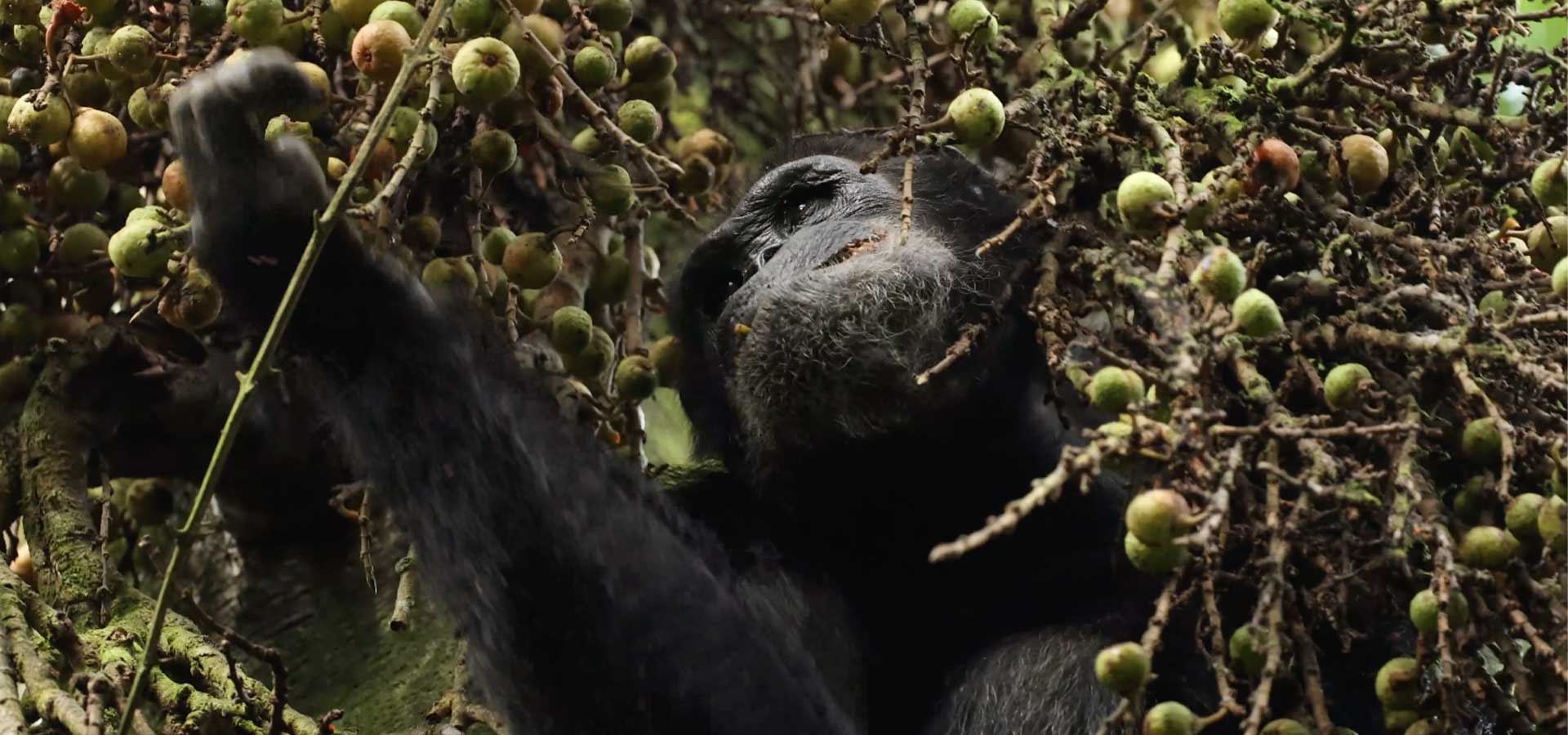 chimp trekking