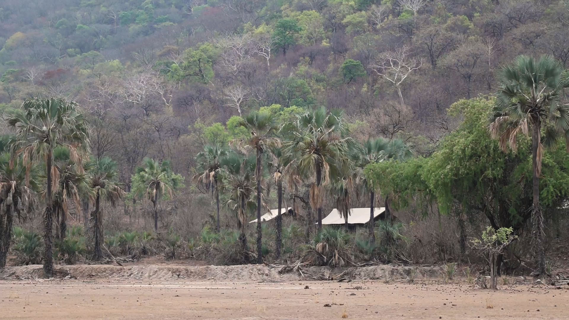 Malawi safari