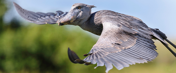 shoebill Bangweulu safari