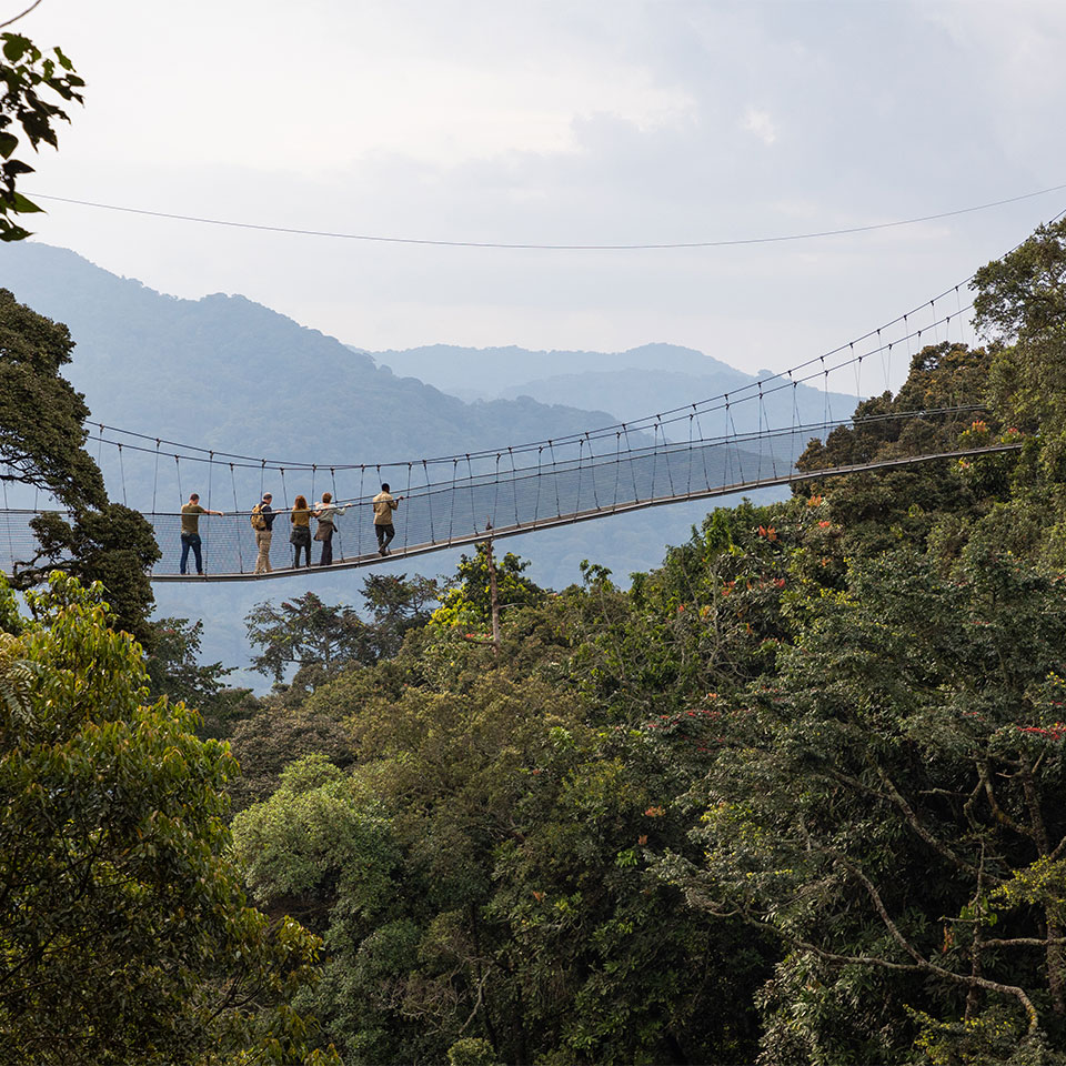 Nyungwe canopy walkway