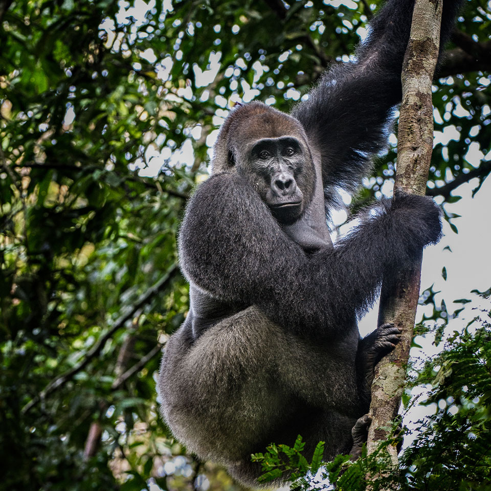 lowland gorilla