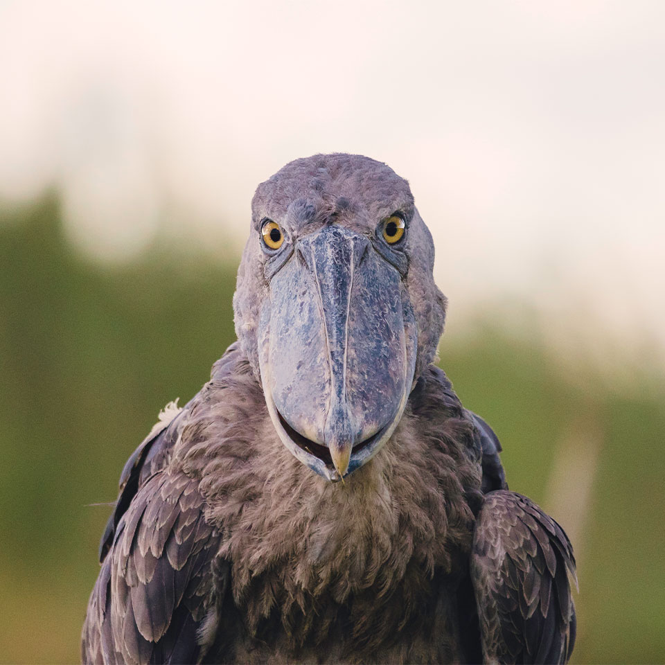 Shoebill